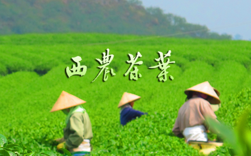 西农茶叶